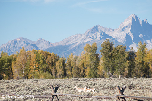 Pronghorns at Grand Teton National Park