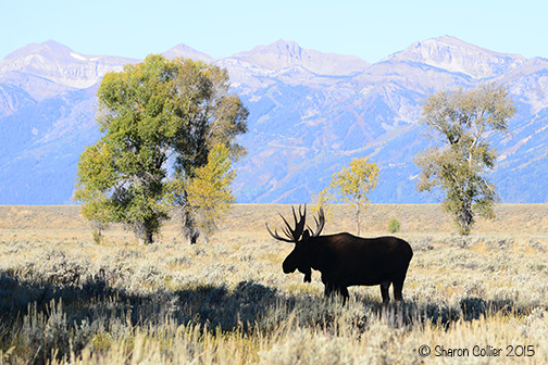 Silhouette of a Bull Moose at Grand Teton