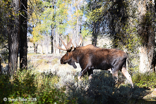 Bull Moose at Grand Teton