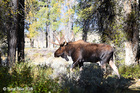 Bull Moose at Grand Teton