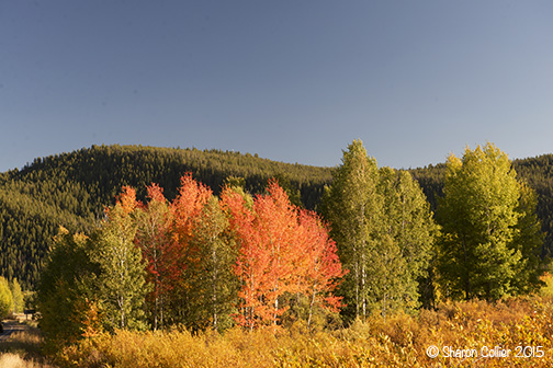 Autumn Colors of Grand Teton