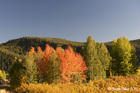 Autumn Colors of Grand Teton
