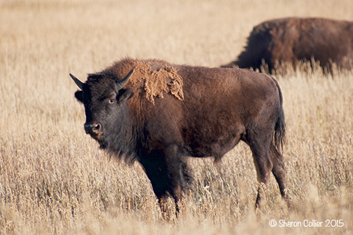 Bison at Grand Teton