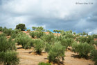 Olive Trees of Jaen, Spain