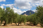 Olive Trees of Andalusia, Spain