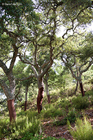Cork Oak Grove in Andalusia, Spain