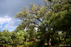 Stormy day at Los Alcornocales Park, Spain