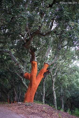 Freshly harvest Cork Oak Tree in Andalusia Spain