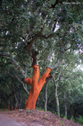 Freshly harvest Cork Oak Tree in Andalusia Spain