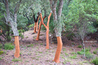 Cork Oak Trees at Los Alcornocales, Spain
