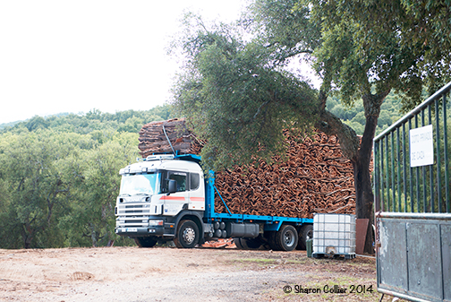 Iberian Cork Harvest, Spain