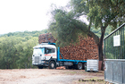 Iberian Cork Harvest, Spain