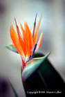 Bird of Paradise