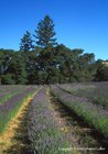 Lavender Field at Harvest Time