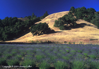 Lavender Field in the California Mountains