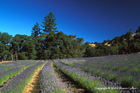Boonville Lavender Field