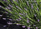 Close-up on Lavender Flowers