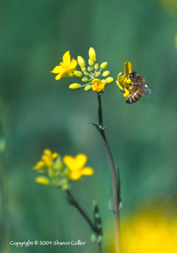 Honey Bee in the Mustard