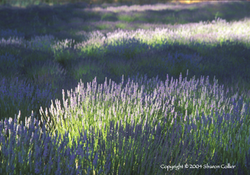 Lavender at Twilight