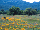 Pope Valley Field in Springtime