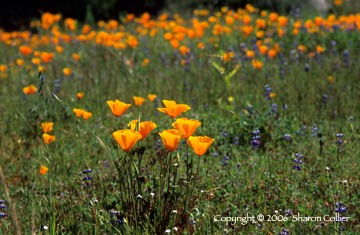 California Poppy Field