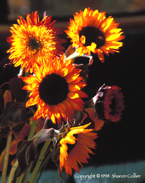 California Sunflowers