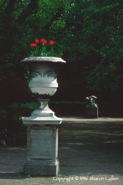 Tulips at the Rodin Garden