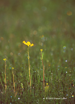 Young Mustard Stalk