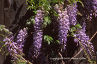 Wisteria