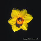 Daffodil Face
