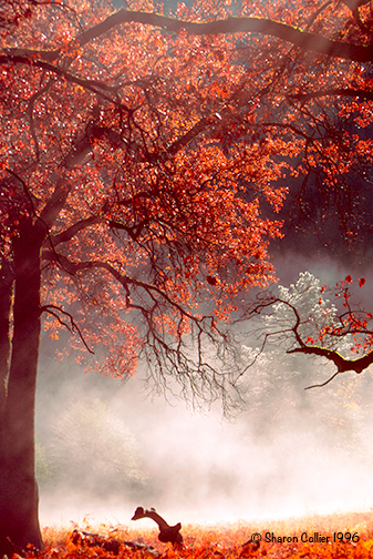 Mist in Yosemite Valley