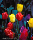 Multi-Color Tulips