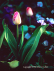 Giverny Tulip