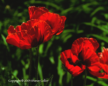 Santa Fe Poppies