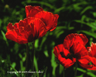 Santa Fe Poppies