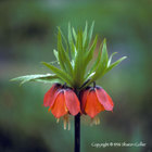 Fritillaria, Monet's Garden, Giverny