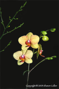 Orchid Flower in the Moonlight