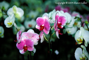 Orchids at Kew Gardens, London