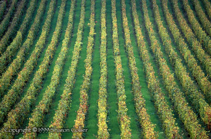 Cote de Beaune