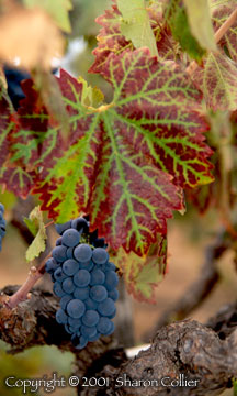 Old Vine Zinfandel