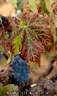 Old Vine Zinfandel