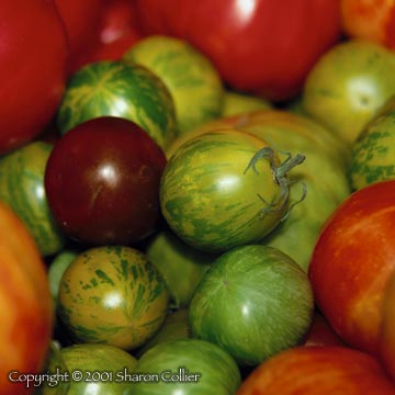 Heirloom Tomatoes