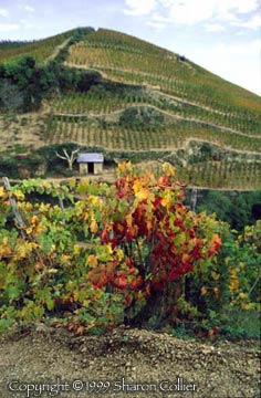 Hermitage Vine