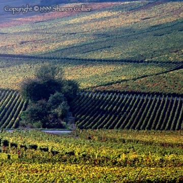 Monthelie Vineyard at Harvest