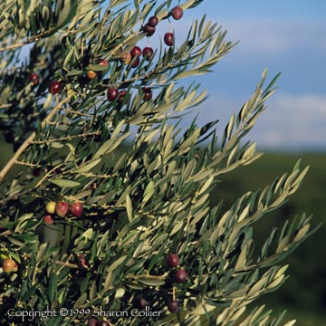 Olives at Harvest