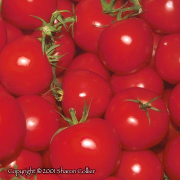 Tomatoes