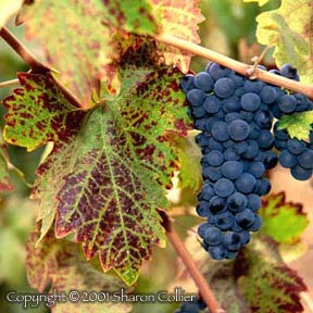 Zinfandel Grapes