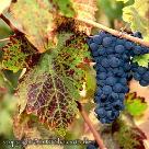 Zinfandel Grapes